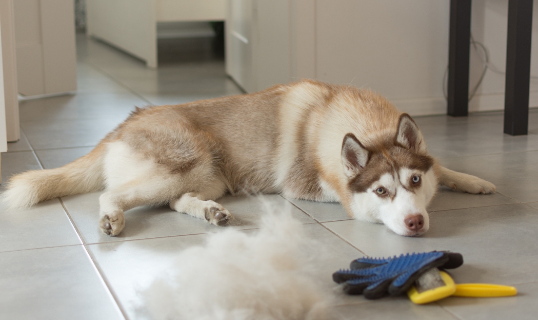 Cambio pelo e cambio di stagione dei  nostri pet: consigli utili