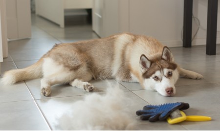 Cambio pelo e cambio di stagione dei  nostri pet: consigli utili