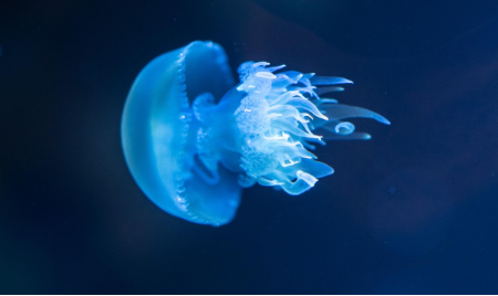 Morso di medusa: consigli e cura