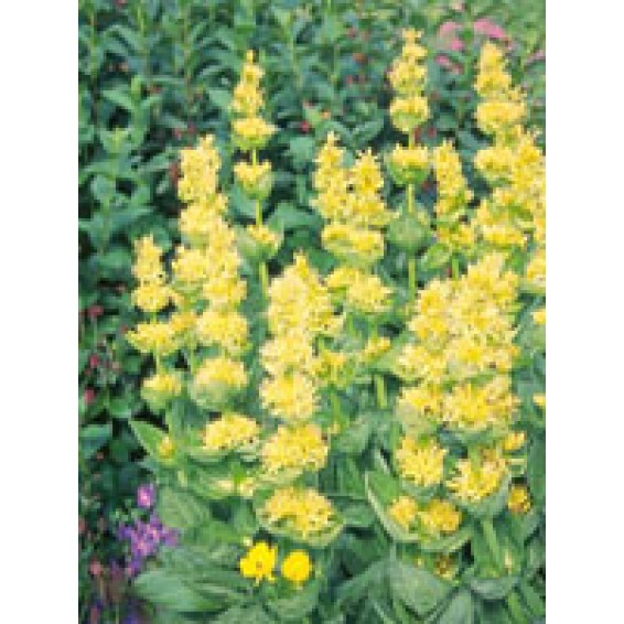 TSA GENTIANA LUTEA 50ML