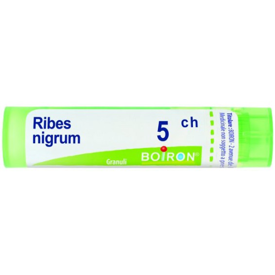 RIBES NIGRUM 5CH GR 4G