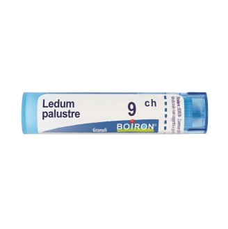 LEDUM PALUSTRE 9CH GR